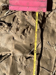 Sylvilagus aquaticus