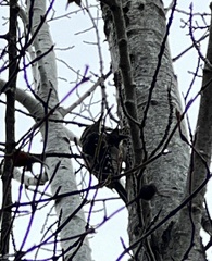 Dryobates villosus harrisi