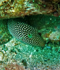 Canthigaster punctatissima