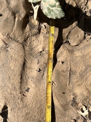 Sylvilagus aquaticus