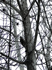 Dryobates villosus harrisi