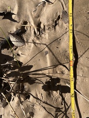 Sylvilagus aquaticus