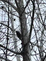 Dryobates villosus harrisi