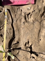 Sylvilagus aquaticus