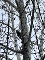 Dryobates villosus harrisi