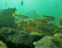 Mulloidichthys dentatus