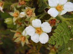 Chamaebatia foliolosa