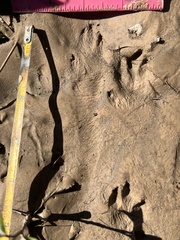 Sylvilagus aquaticus