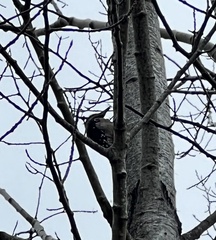 Dryobates villosus harrisi