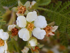 Chamaebatia foliolosa