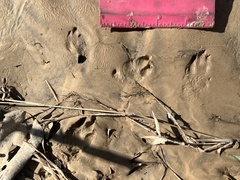 Sylvilagus aquaticus