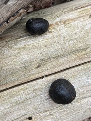 Camarops petersii