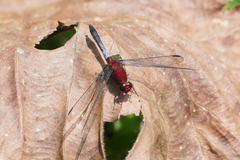 Erythrodiplax melanorubra