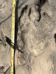 Sylvilagus aquaticus