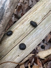 Camarops petersii