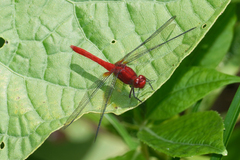 Erythrodiplax castanea