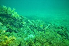 Olisthops cyanomelas