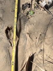 Sylvilagus aquaticus