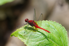 Erythrodiplax castanea