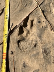 Sylvilagus aquaticus