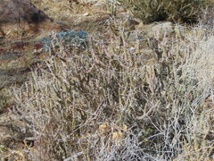 Cylindropuntia tesajo
