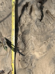 Sylvilagus aquaticus