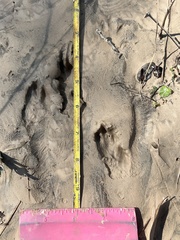 Sylvilagus aquaticus