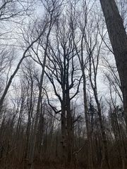 Liriodendron tulipifera