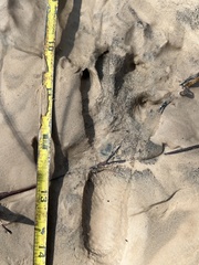 Sylvilagus aquaticus