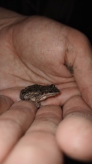 Leptodactylus latinasus