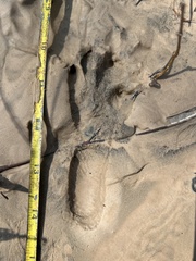 Sylvilagus aquaticus