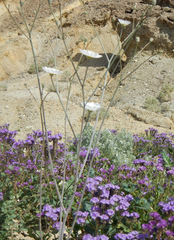 Atrichoseris platyphylla