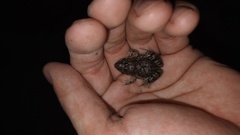 Leptodactylus latinasus