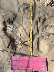 Sylvilagus aquaticus