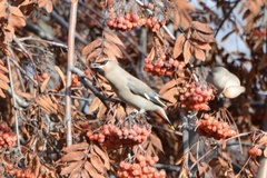 Bombycilla garrulus pallidiceps