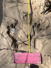 Sylvilagus aquaticus