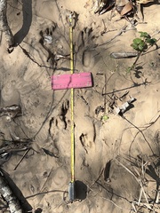 Sylvilagus aquaticus