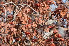 Bombycilla garrulus pallidiceps