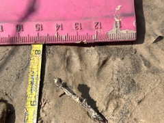 Sylvilagus aquaticus