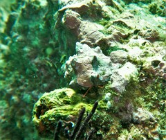 Calcinus californiensis