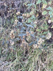 Baccharis sordescens