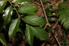 Cryptocarya triplinervis pubens