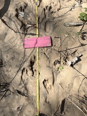 Sylvilagus aquaticus