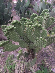 Opuntia lasiacantha
