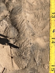 Sylvilagus aquaticus