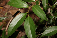 Cryptocarya triplinervis pubens