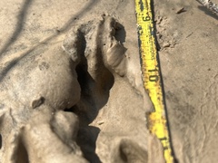 Sylvilagus aquaticus