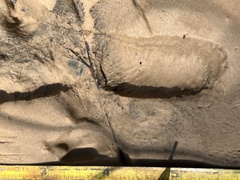 Sylvilagus aquaticus