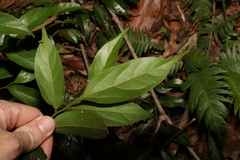 Cryptocarya triplinervis pubens