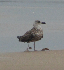 Larus fuscus graellsii